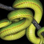 salazar Slytherin snake