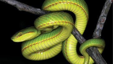 salazar Slytherin snake